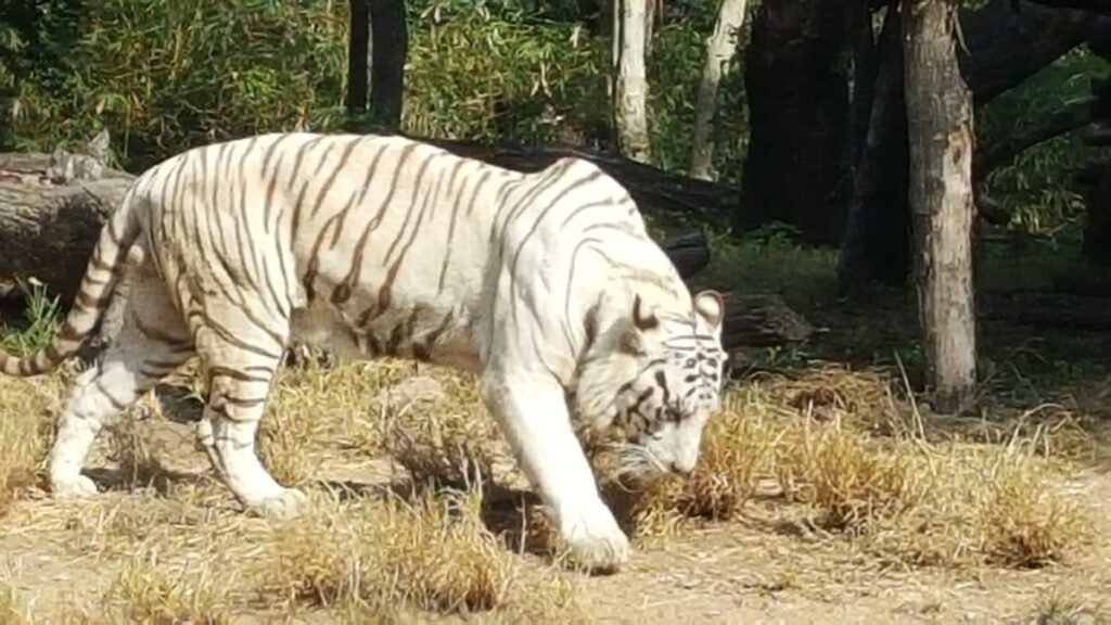 white tiger of nehru zoological park