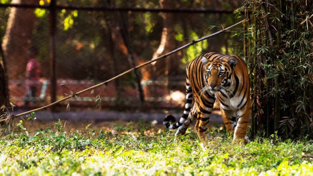 Tiger in Nehru Zoological Park