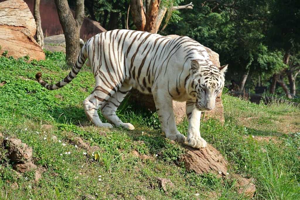 white-bengal-tiger-tiger-cat-animals