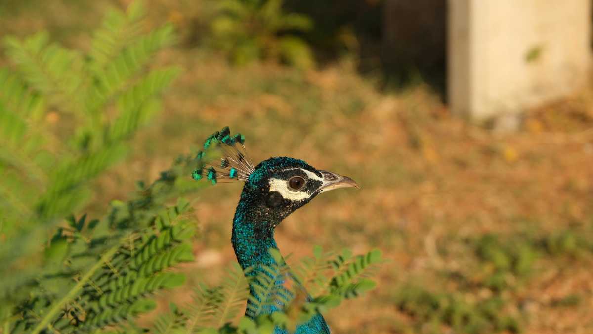 KBR National Park